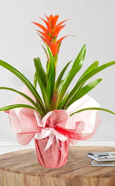 guzmania